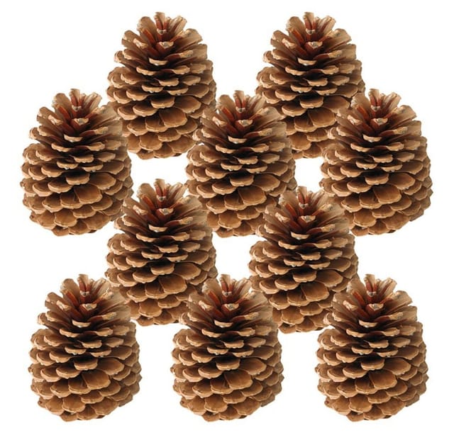 matches21 HOME & HOBBY Bastelnaturmaterial Große Tannen-Zapfen Streudeko braun 10 Stk. in 10-14 cm, (10-tlg), Weihnachten Deko-Zapfen zum Basteln und Weihnachtsbaum-Schmuck