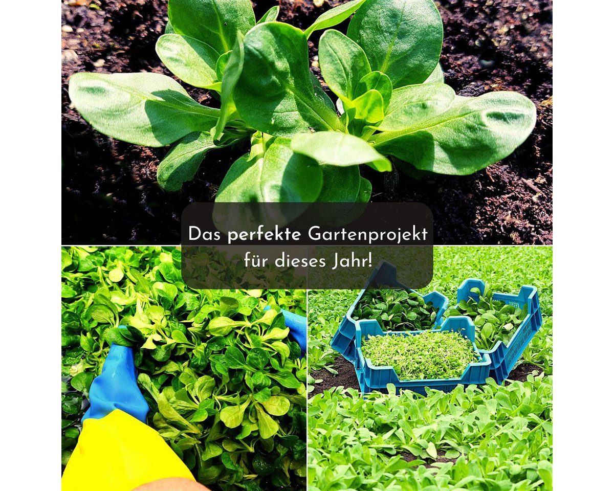HappySeed Gemüsesamen 5m Saatband mit Feldsalat Samen - Verte a coeur plein 2, Saatgut Bild 3