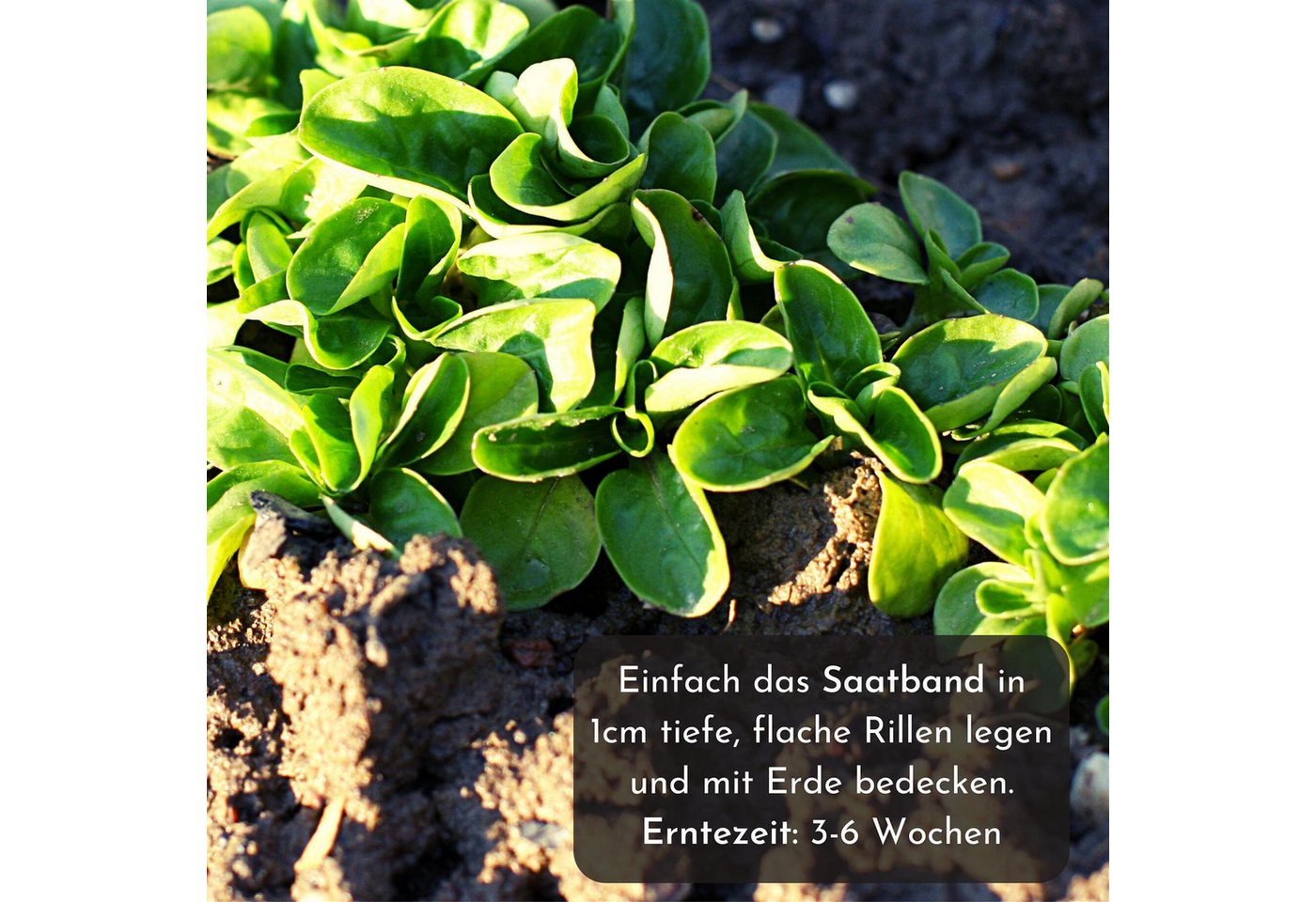HappySeed Gemüsesamen 5m Saatband mit Feldsalat Samen - Verte a coeur plein 2, Saatgut Bild 4