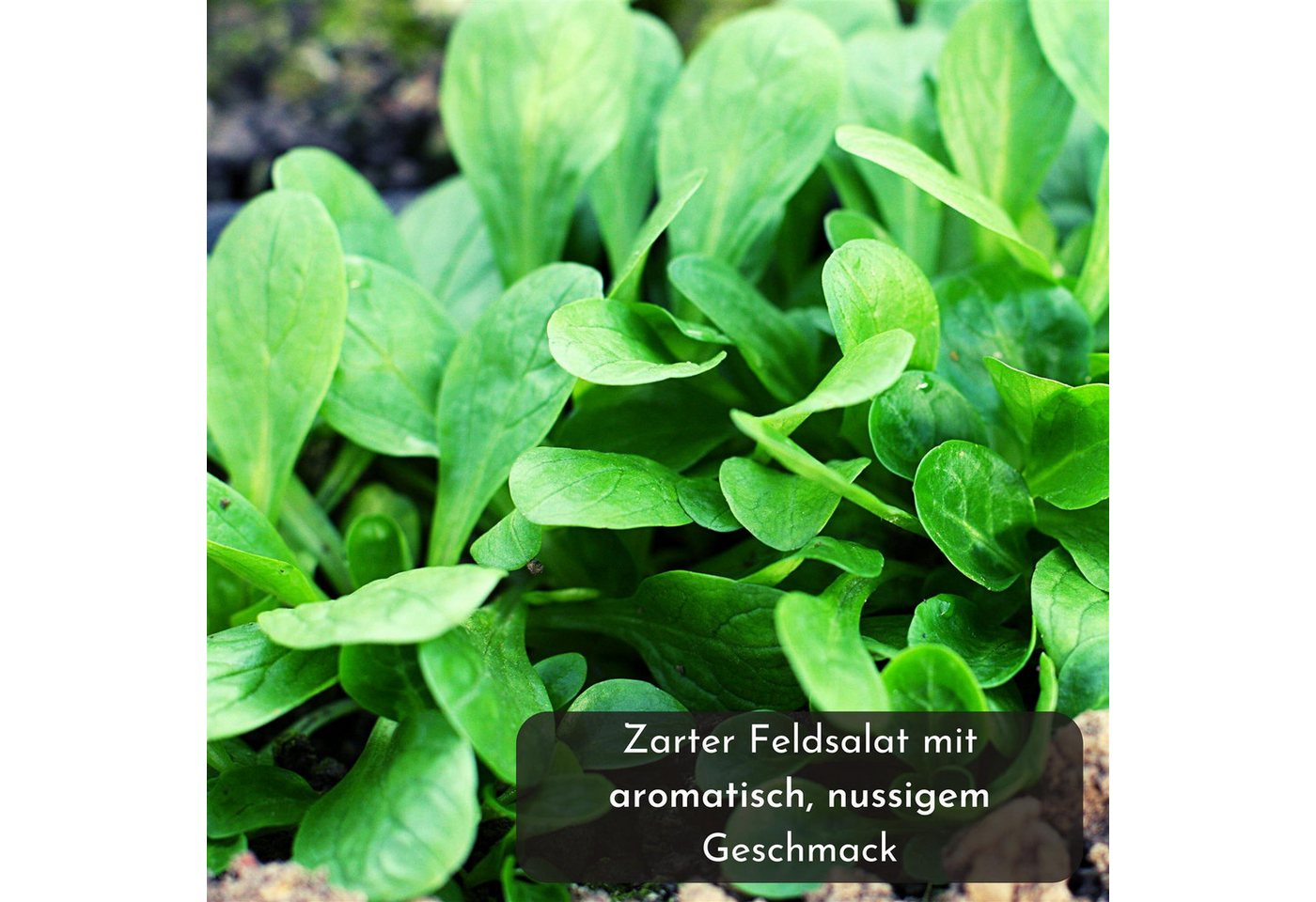HappySeed Gemüsesamen 5m Saatband mit Feldsalat Samen - Verte a coeur plein 2, Saatgut Bild 5