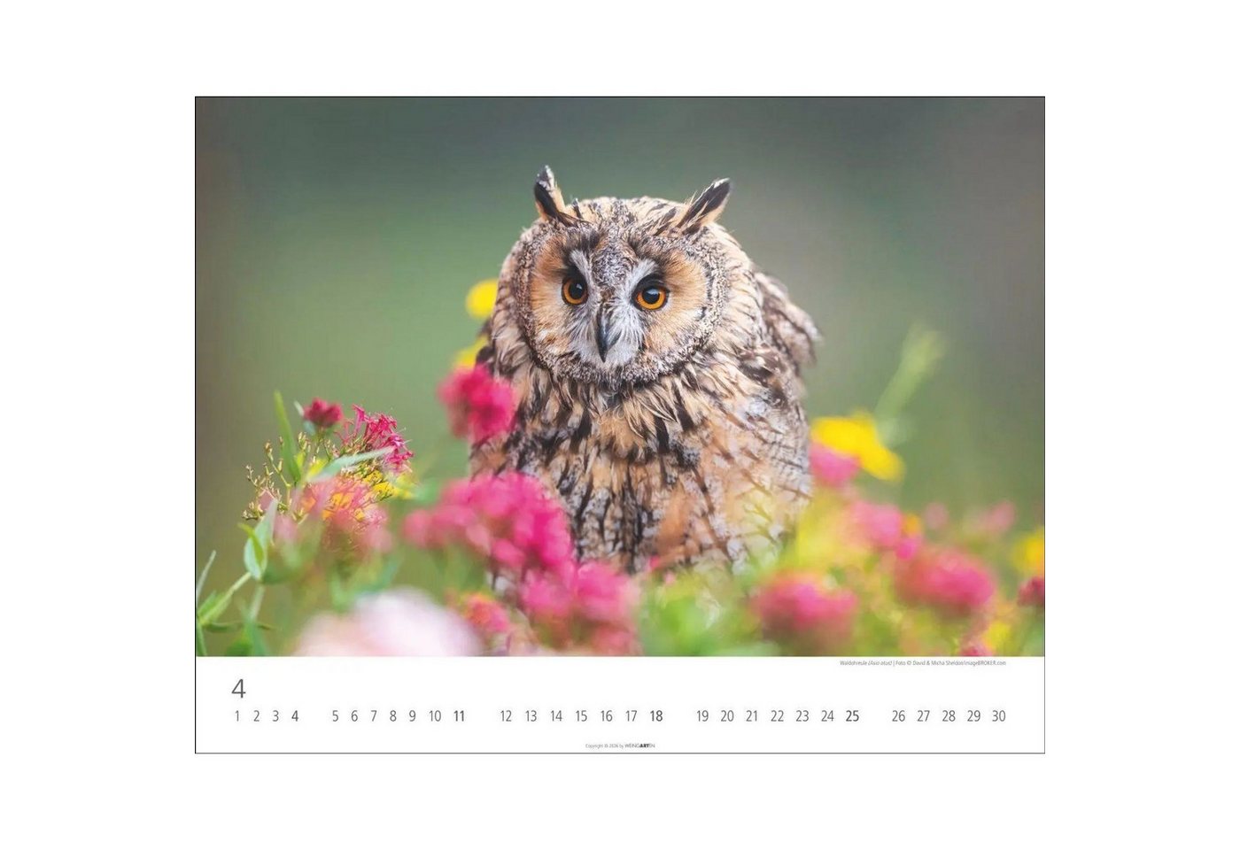 Wandkalender Eulen Kalender 2027 Bild 4