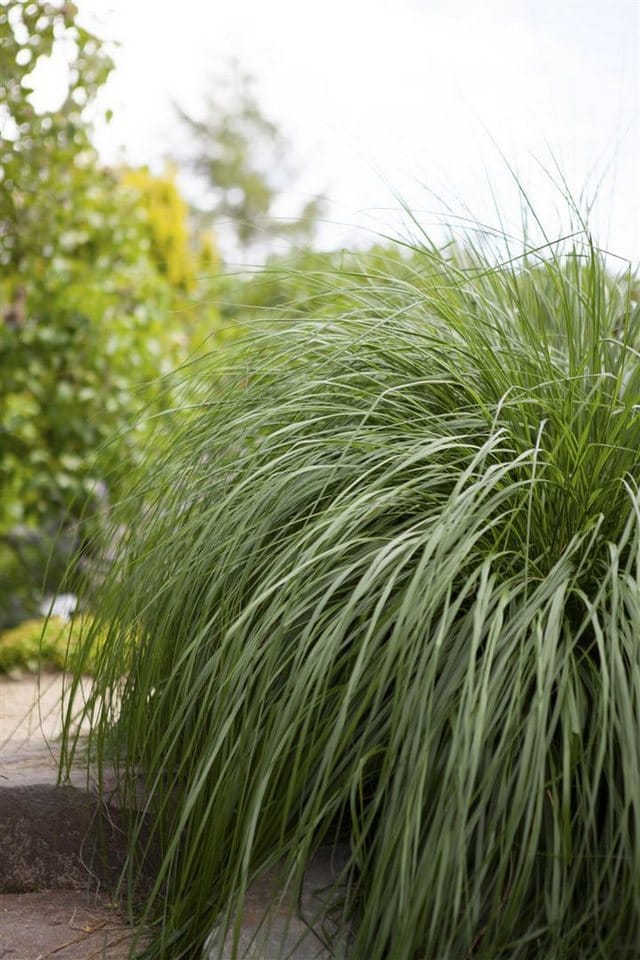 Pennisetum Alopecuroides Lampenputzergras Ca. 9x9 cm Topf