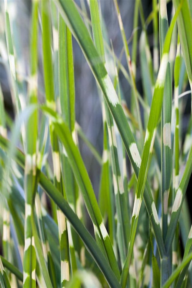 Miscanthus Sinensis Strictus Zebragras 7,5-10 Liter Container