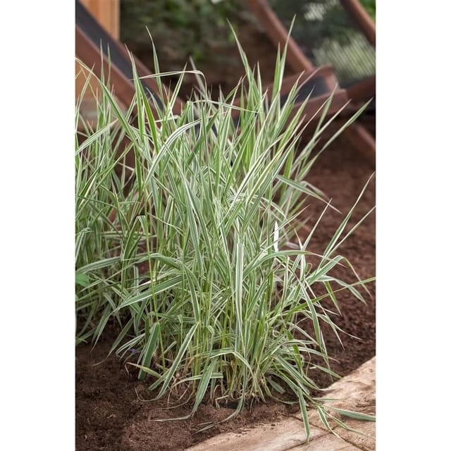 Phalaris Arundinacea Picta Buntes Rohrglanzgras Ca. 9x9 cm Topf
