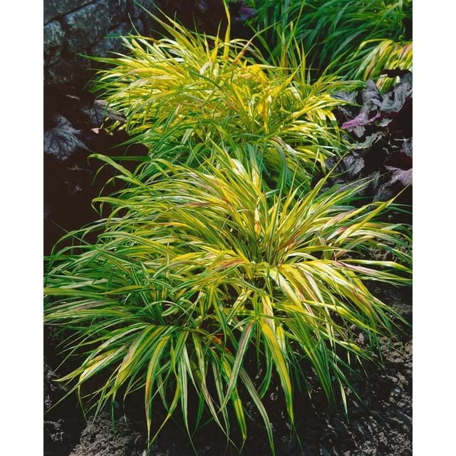 Hakonechloa Macra Beni Kaze Japanisches Berggras Ca. 11x11 cm Topf