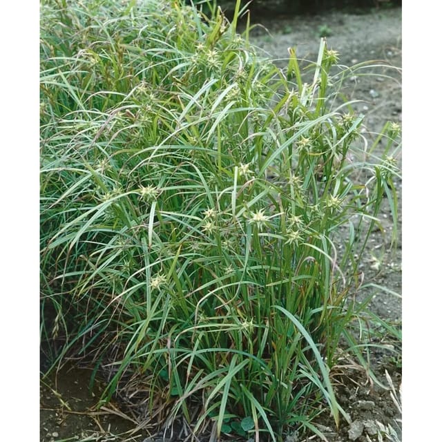 Carex Grayi Morgenstern-Segge Ca. 9x9 cm Topf