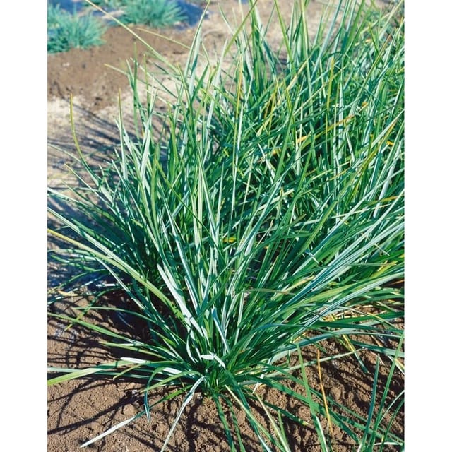 Sesleria Heufleriana Blaugras Ca. 9x9 cm Topf