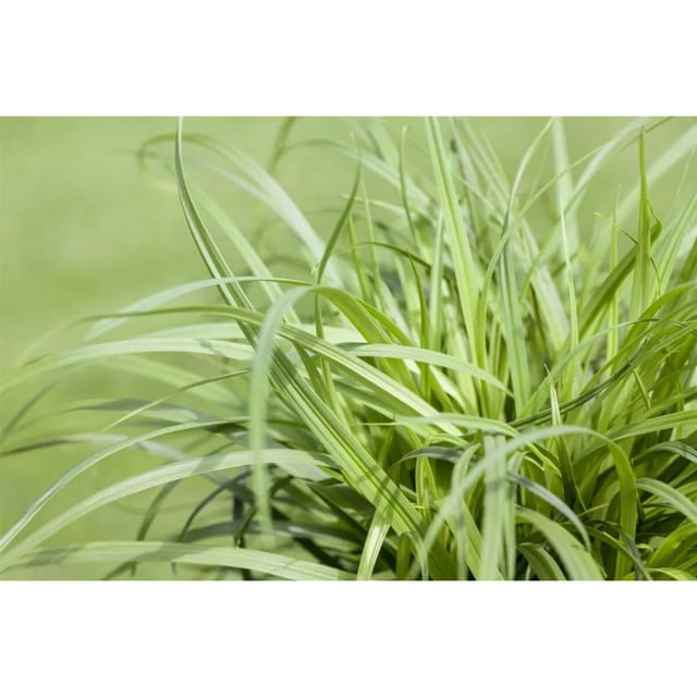 Carex Caryophyllea The Beatles Segge Ca. 9x9 cm Topf
