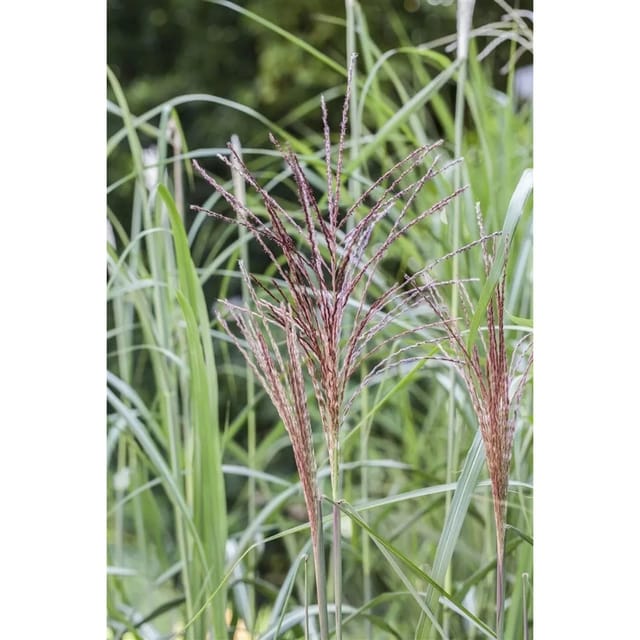 Miscanthus Sinensis Malepartus Chinaschilf Ca. 9x9 cm Topf