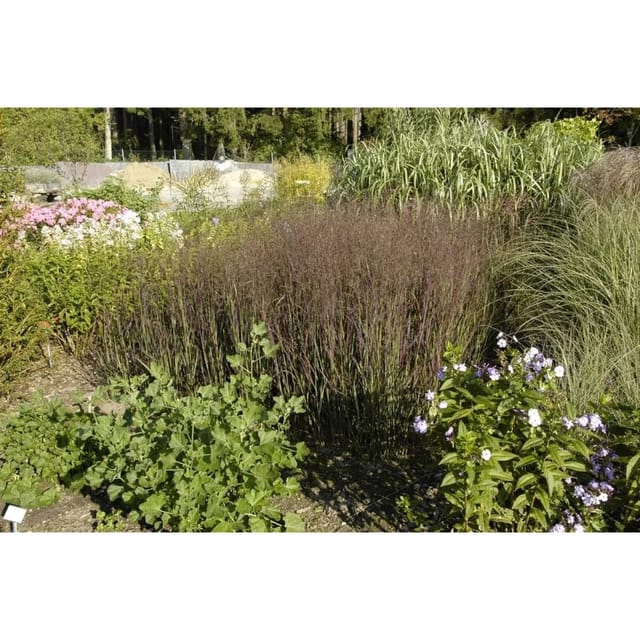 Panicum Virgatum Heiliger Hain Rutenhirse Ca. 9x9 cm Topf