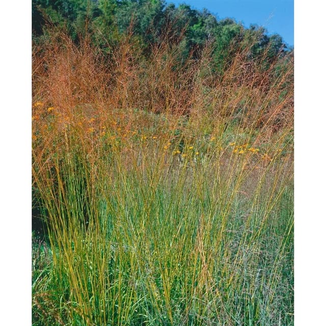 Molinia Arundinacea Pfeifengras Ca. 11x11 cm Topf