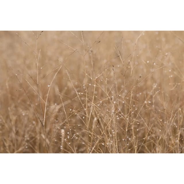 Panicum Virgatum Heavy Metal Rutenhirse Blaugrün Ca. 9x9 cm Topf