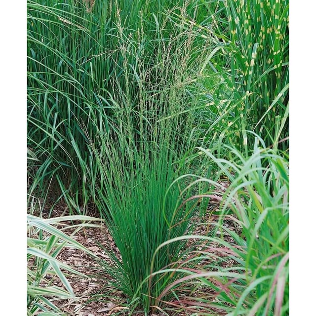 Molinia Caerulea Heidebraut Moorgras Ca. 9x9 cm Topf