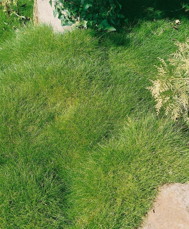 Festuca Gautieri Teddybär Bärenfellgras 2 Liter Container