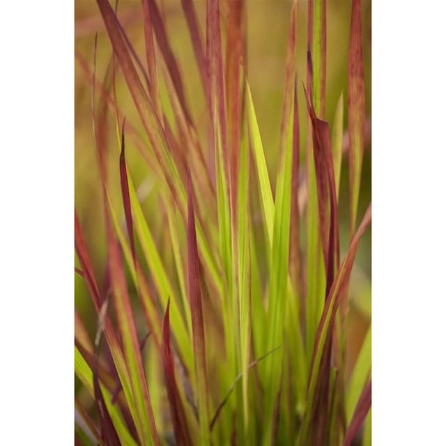 Imperata Cylindrica Red Baron Japanisches Blutgras Ca. 9x9 cm Topf