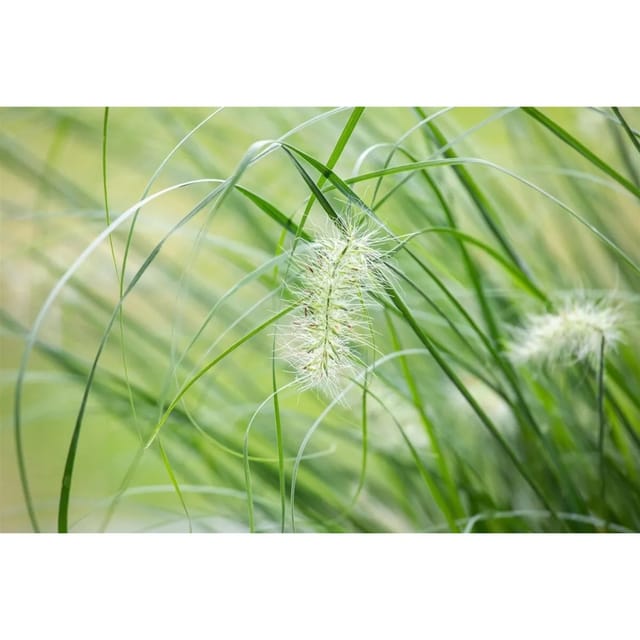 Pennisetum Setaceum Sky Rocket Lampenputzergras 3-5 Liter Container