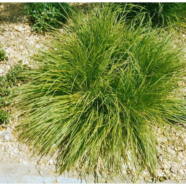 Carex Umbrosa Ca. 9x9 cm Topf Schattenverträglich