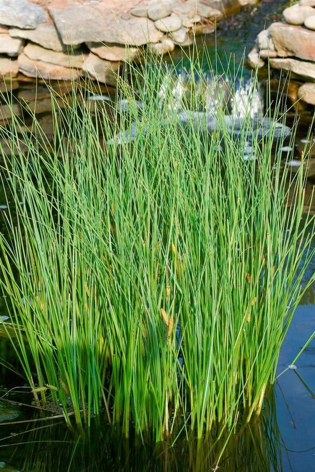 Carex Nigra Riedgras Ca. 9x9 cm Topf