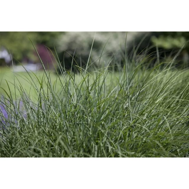 Deschampsia Cespitosa Schottland Schmiele Ca. 9x9 cm Topf