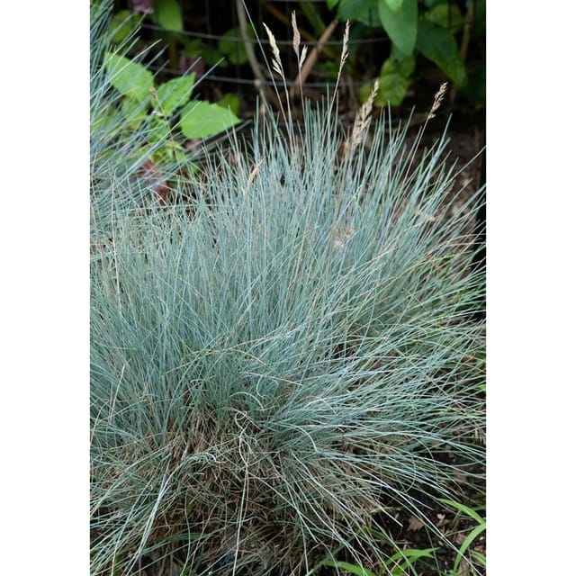 Festuca Cinerea Silberreiher Blauschwingelgras Ca. 9x9 cm Topf