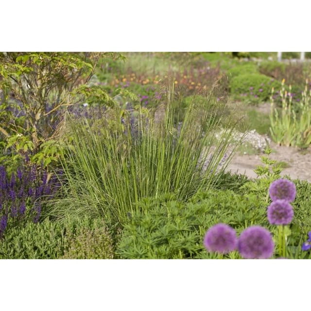 Stipa Gigantea Riesen-Federgras Ca. 11x11 cm Topf Dekorativ