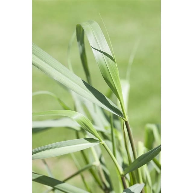 Panicum Virgatum Squaw Rutenhirse Rotbraun 7,5-10 Liter Container