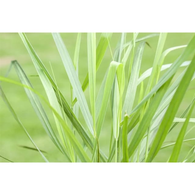 Panicum Virgatum Rotstrahlbusch Rutenhirse Rot Ca. 9x9 cm Topf