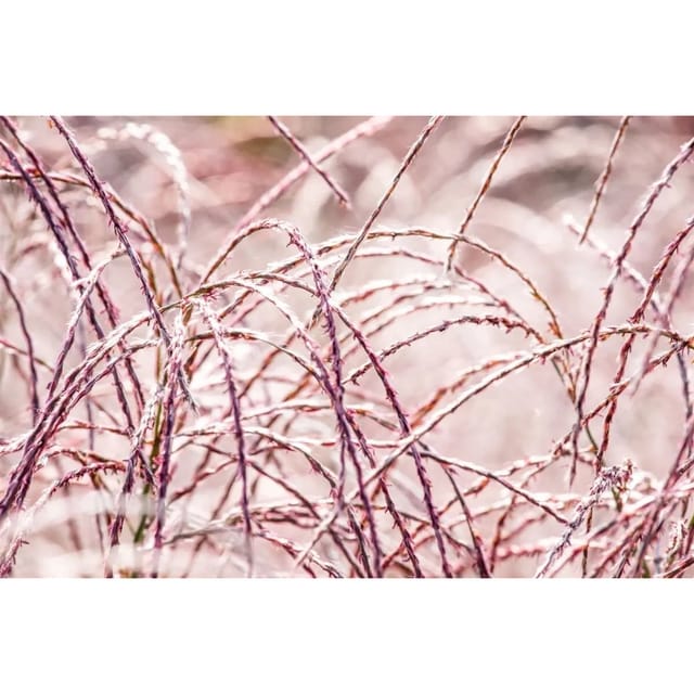 Miscanthus Sinensis Flamingo Chinaschilf Rosa Blüten Ca. 9x9 cm Topf