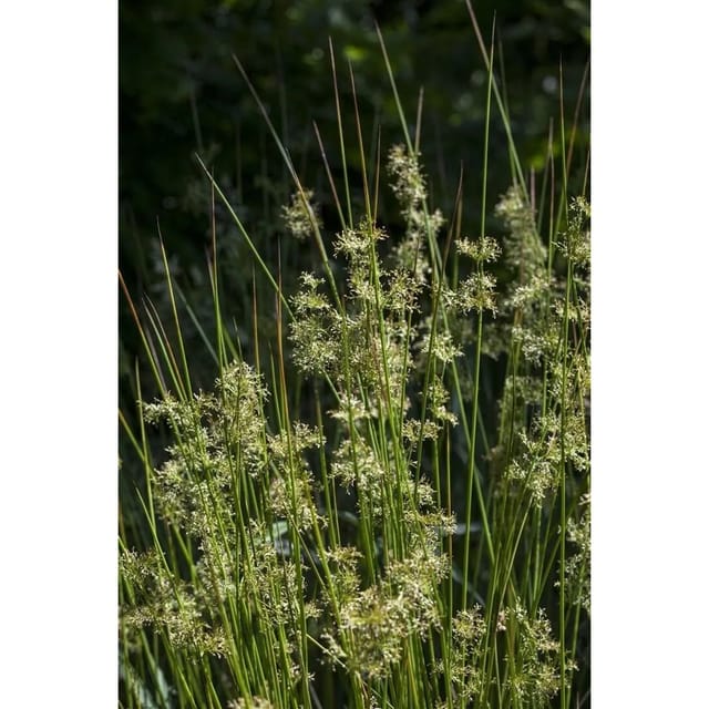 Juncus Effusus Flatter-Binse Ca. 9x9 cm Topf