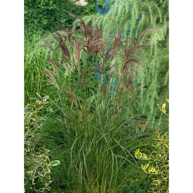 Miscanthus Sinensis Dread Locks Chinaschilf Ca. 11x11 cm Topf