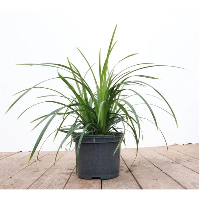 Carex Morrowii Ssp. Foliosiss. Irish Green Ca. 9x9 cm Topf