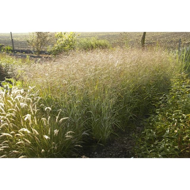 Panicum Virgatum Shenandoah Rutenhirse Rot-Grün 3-5 Liter Container