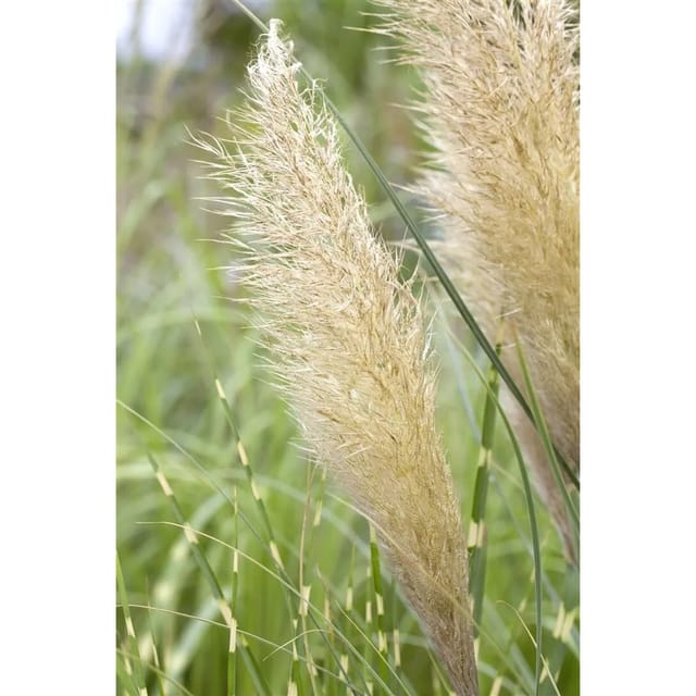 Cortaderia Selloana Pumila Pampasgras Kompakt 7,5-10 L Container