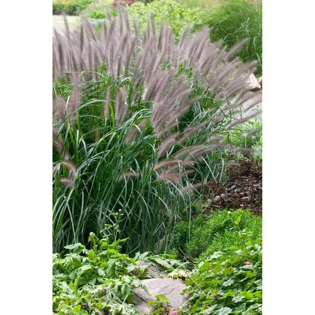 Pennisetum Alopecuroides Moudry Lampenputzergras Ca. 11x11 cm Topf