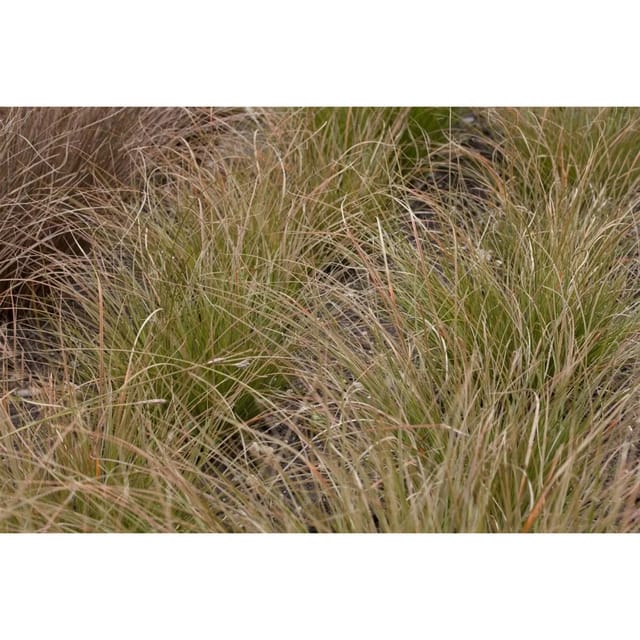 Carex Testacea Neuseeländisches Segge Orange-Braun Ca. 9x9 cm Topf
