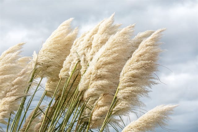Cortaderia Selloana Sunningdale Silver Pampasgras Silbrig Ca. 11x11 cm Topf