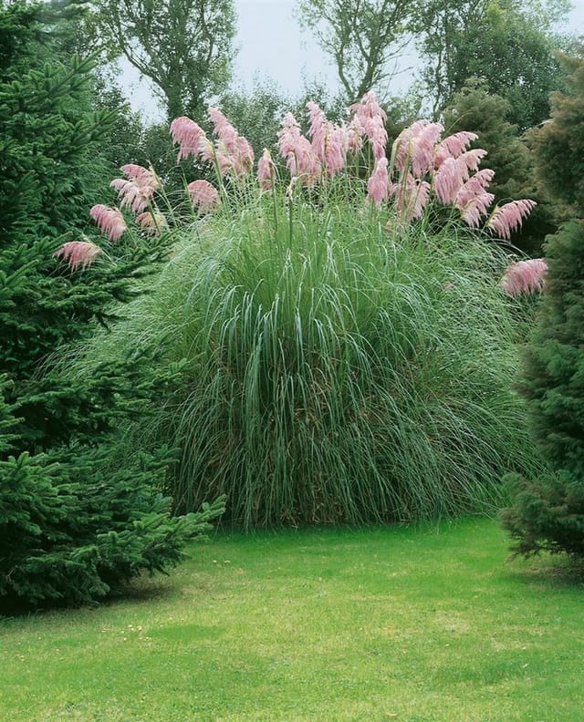 Cortaderia Selloana Rosea Pampasgras Rosa 3-5 Liter Container