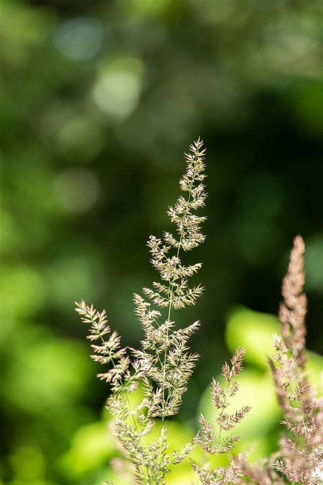 Koeleria Glauca Coolio Blaugras 20–30 cm