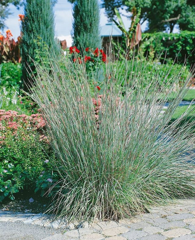 Schizachyrium Scoparium Präriegras Ca. 9x9 cm Topf Zierlich