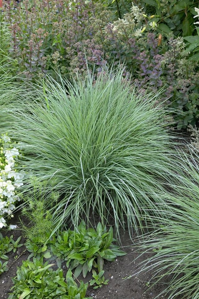 Schizachyrium Scoparium Prairie Blues Blaugras Ca. 9x9 cm Topf