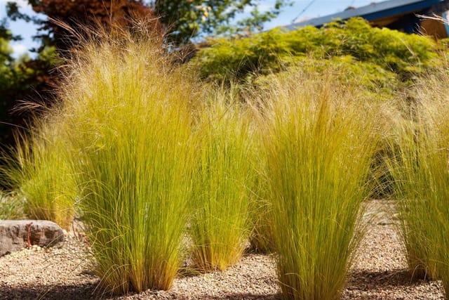 Stipa Tenuissima Ponytails Zartes Federgras 2 Liter Container