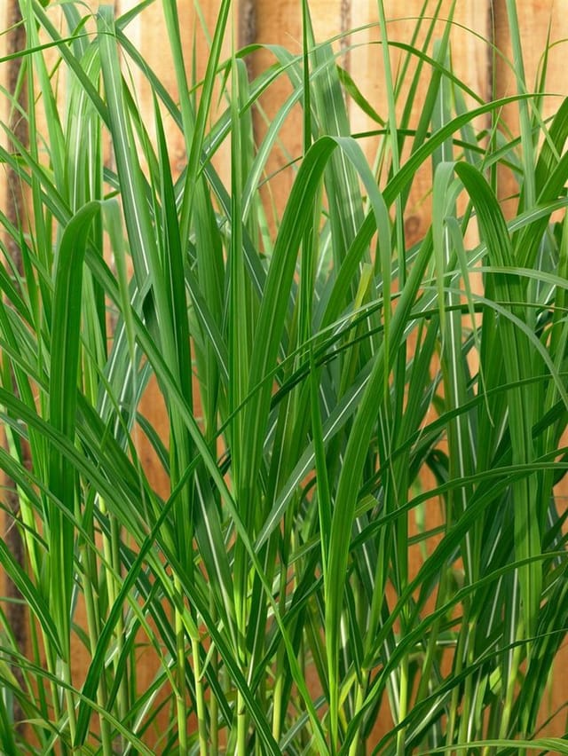Miscanthus Giganteus Aksel Olsen Chinaschilf 3-5 Liter Container