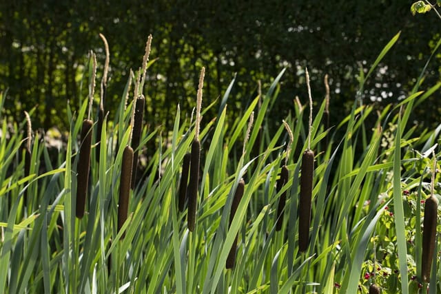 Typha Latifolia Breitblättriger Rohrkolben Ca. 9x9 cm Topf