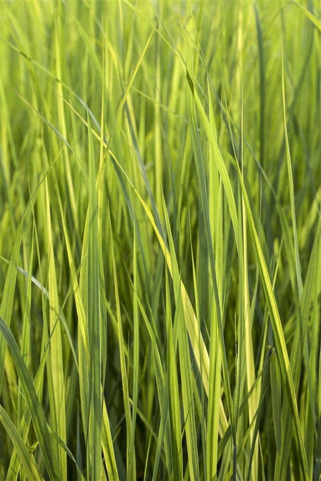 Panicum Virgatum Northwind Rutenhirse Ca. 9x9 cm Topf