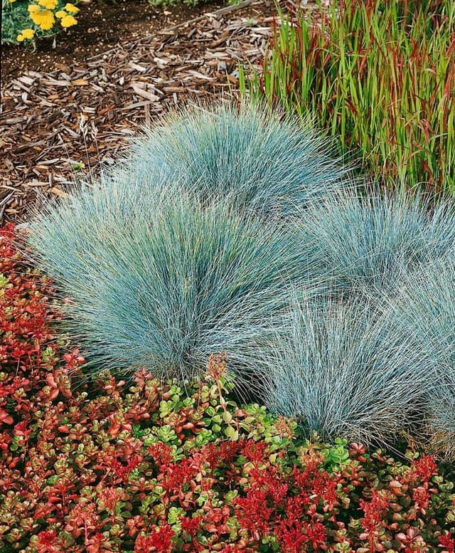 Festuca Glauca Elijah Blue Blauschwingel Ca. 9x9 cm Topf
