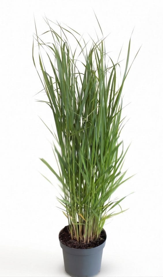 Panicum Virgatum Northwind Rutenhirse Aufrecht 3-5 Liter Container