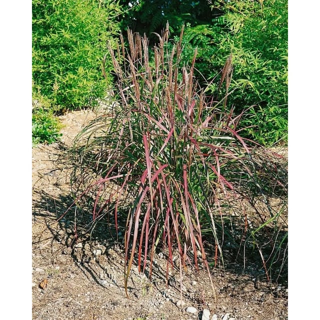 Miscanthus Sinensis Flammenmeer Chinaschilf 3-5 Liter Container