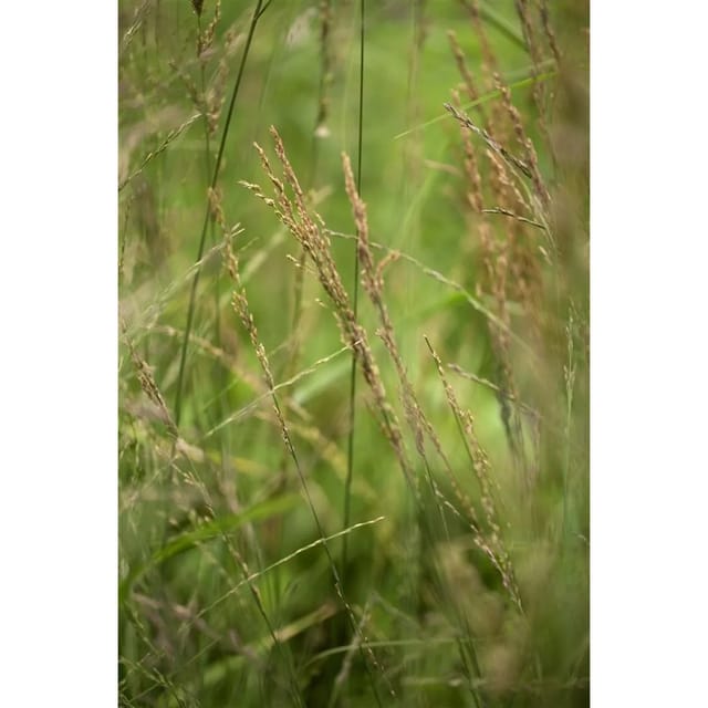 Molinia Arundinacea Skyracer Pfeifengras 3-5 Liter Container