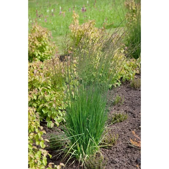 Molinia Caerulea Moorflamme Moorgras 3-5 Liter Container