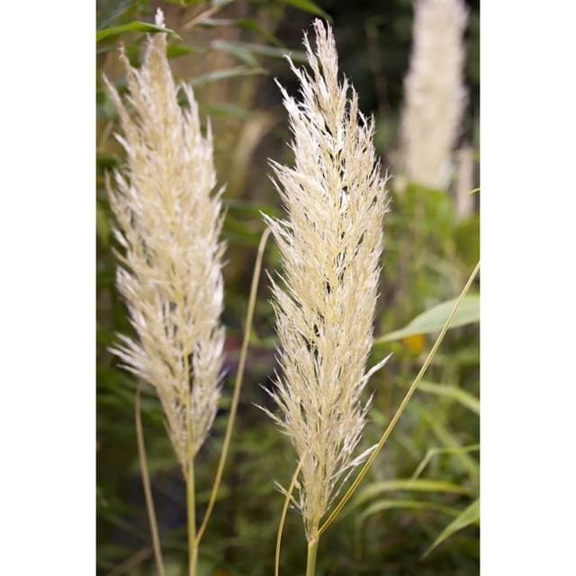 Cortaderia Selloana Golden Comet Pampasgras Goldgelb 15-20 L Container